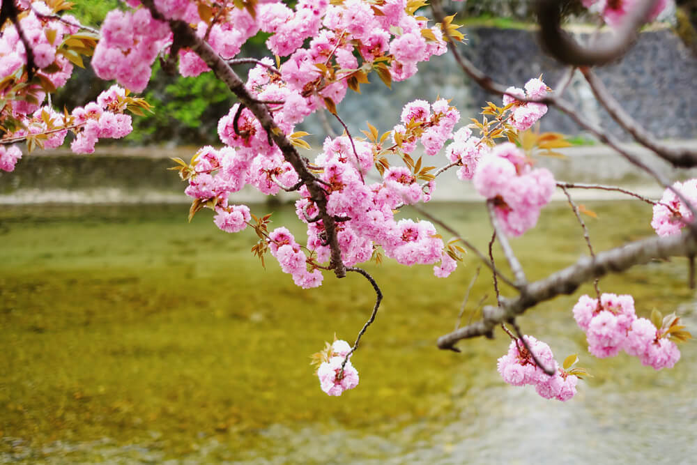 Come to Takayama, Japan in the Spring for cherry blossoms hoisted over clear, gentle rivers. Growing organically from the Japan alps, this mountain town is famous for its sake breweries and Edo-period merchant streets.