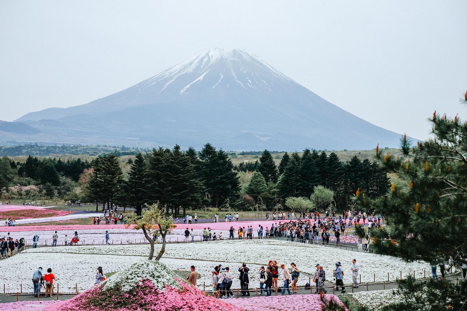 Mt. Fuji