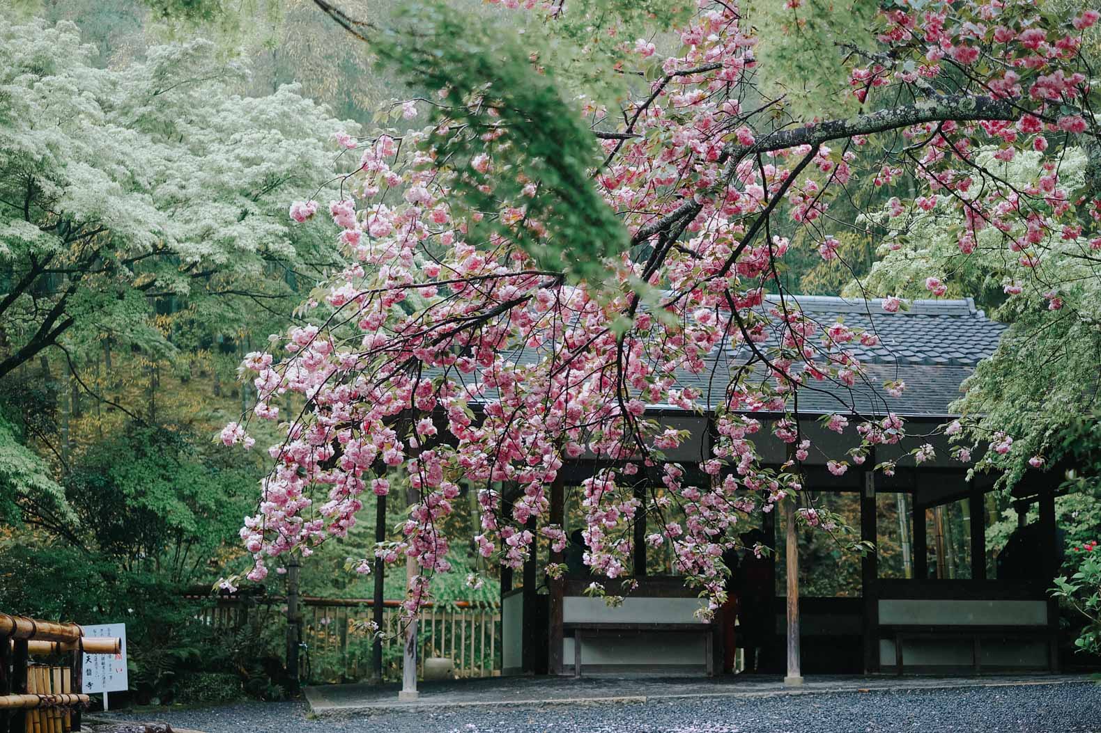 Cherry blossoms at Tenryu-ji