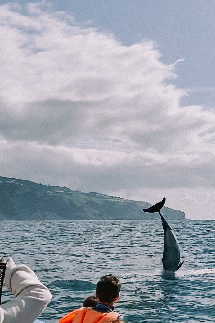 Sea Safari from Funchal
