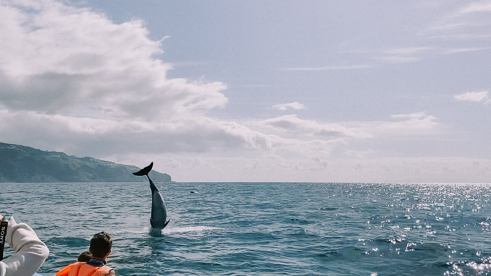 Dolphin tour madeira