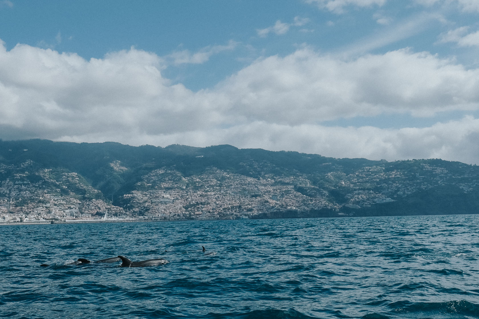 Pilot whales in madeira