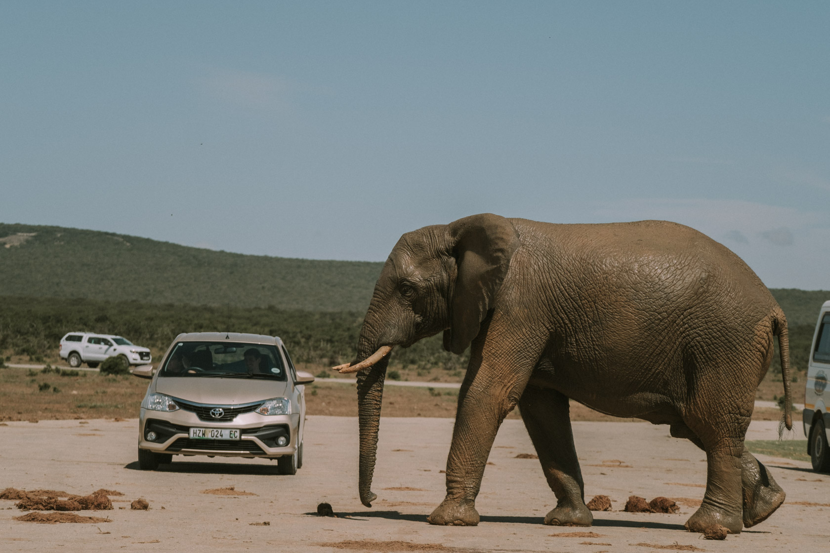 Elephant standing near a car in Addo Elephant Park