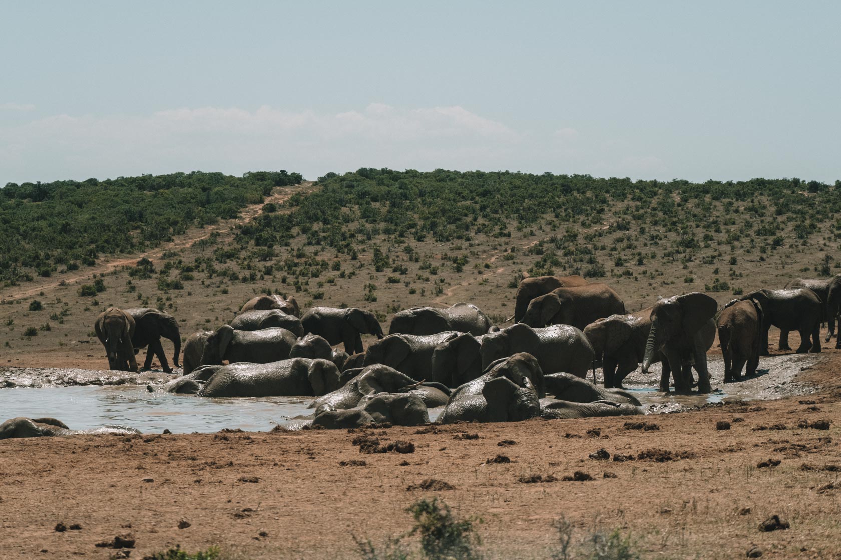 Elephants at a watering hole