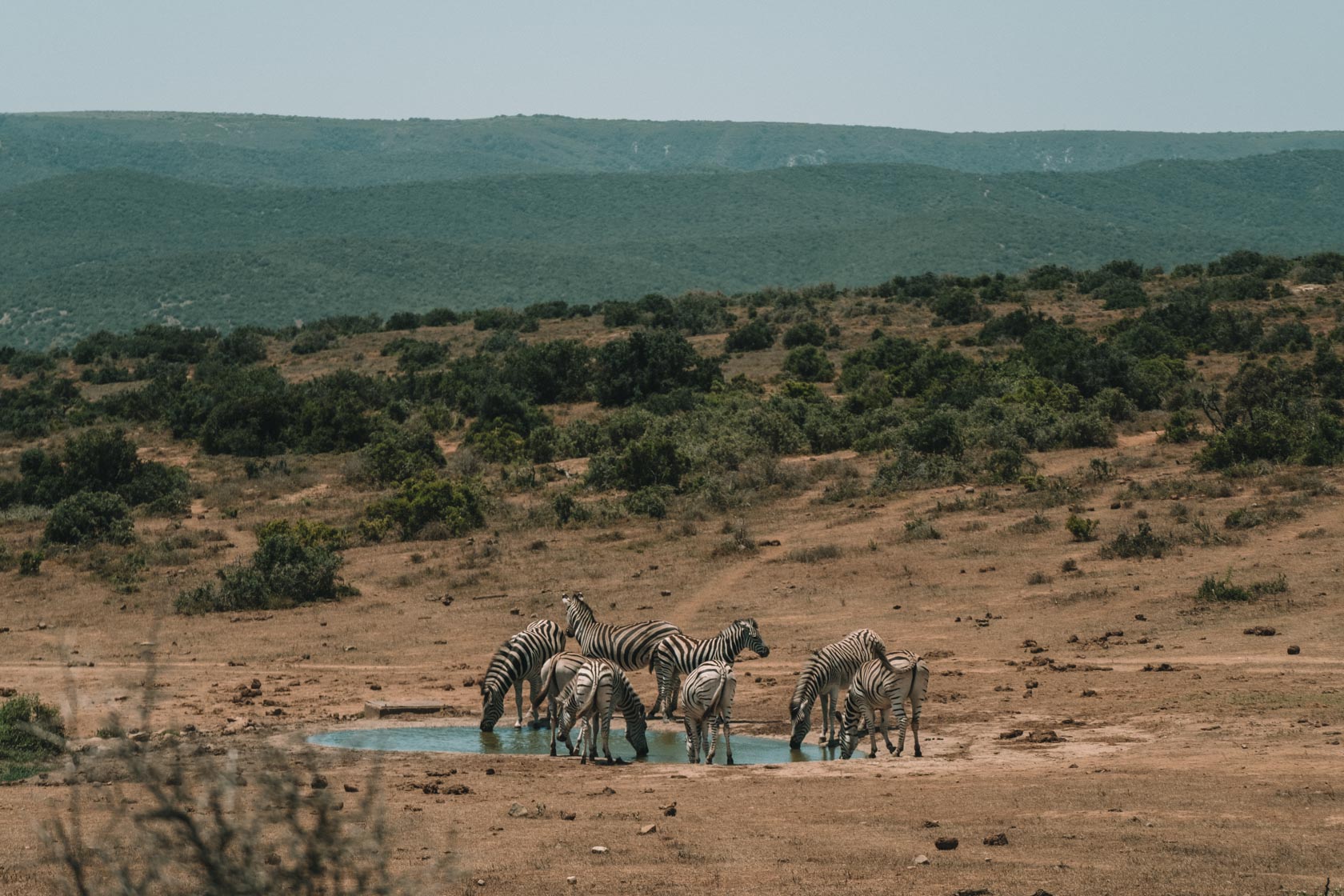 Zebras at a watering hole