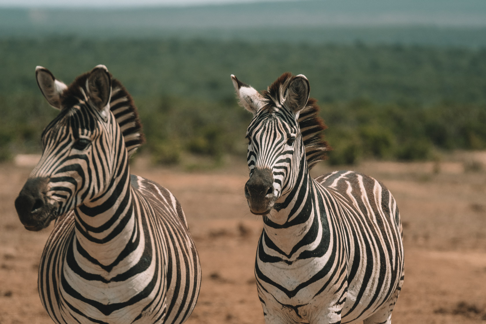 Zebras in Addo Elephant Park