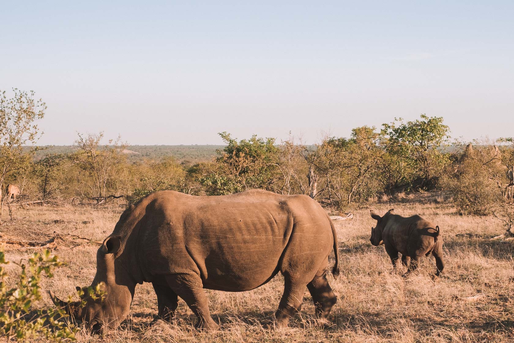 Rhinos at Motswari Private Game Reserve