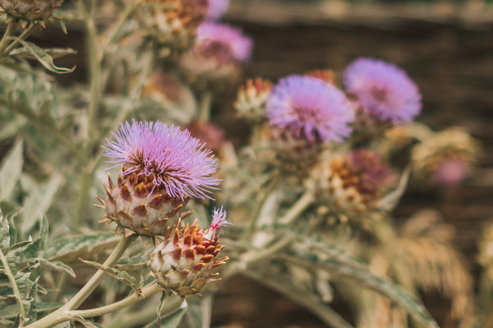 Babylonstoren