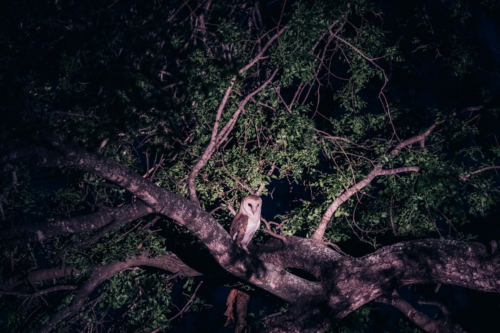 Barn owl on safari