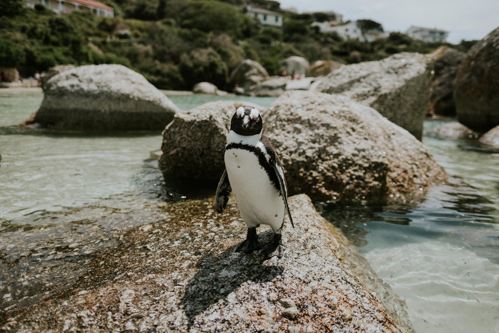 Boulder's Beach in South Africa