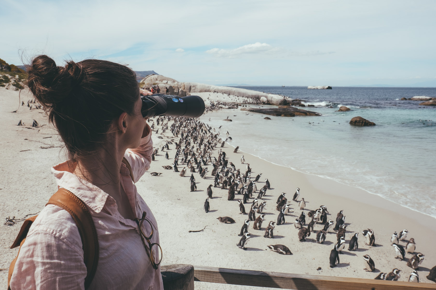 ボルダービーチペンギンコロニー