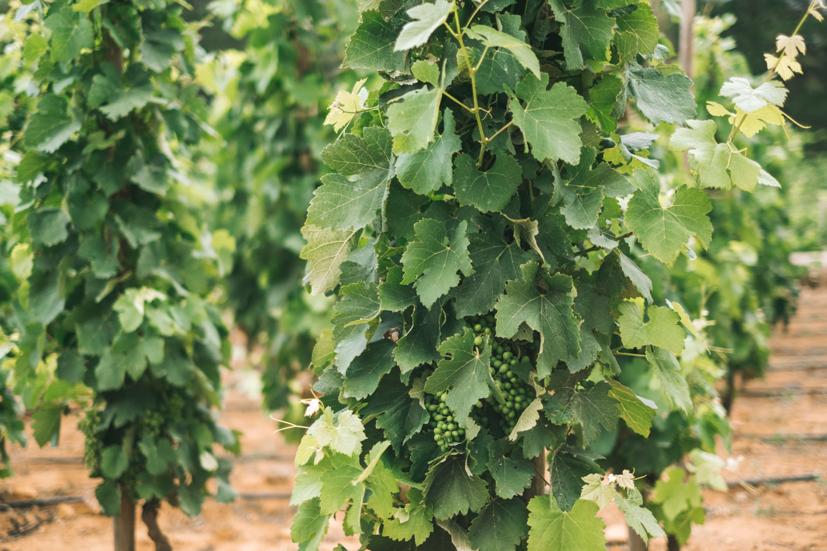 Cape Winelands in South Africa