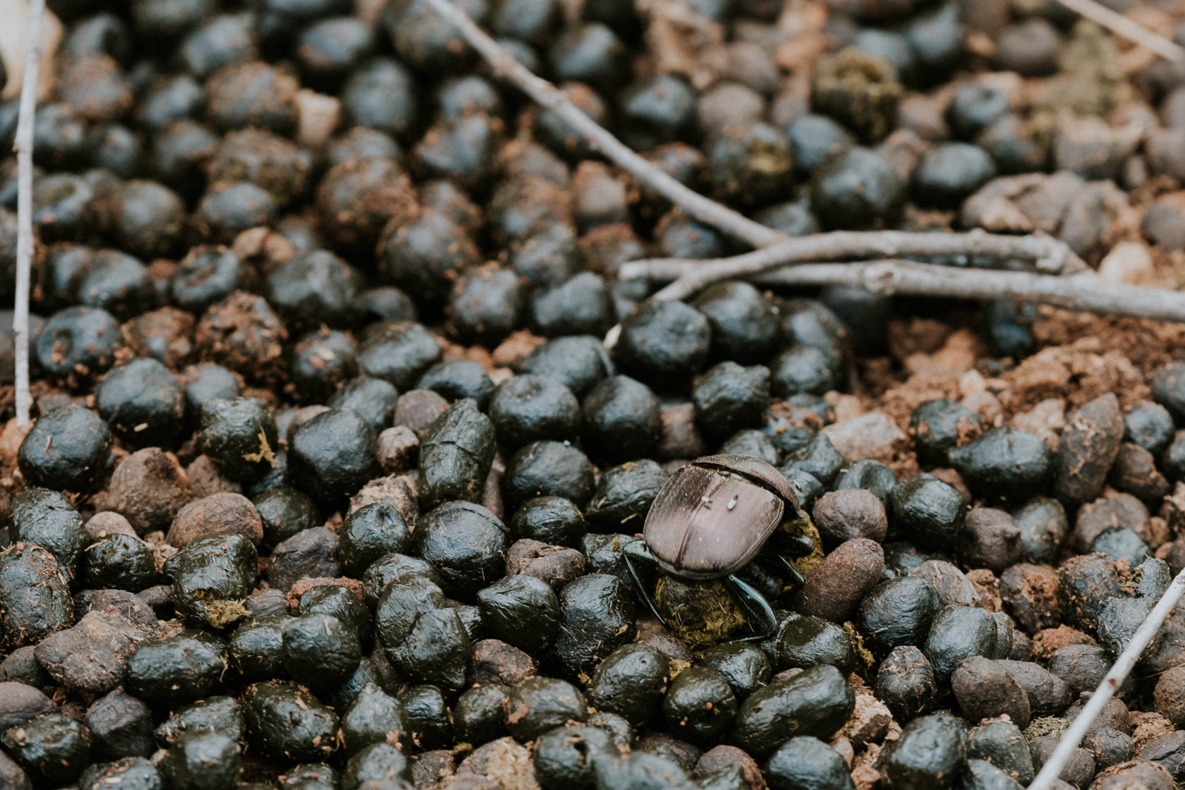 Dung Beetle on safari