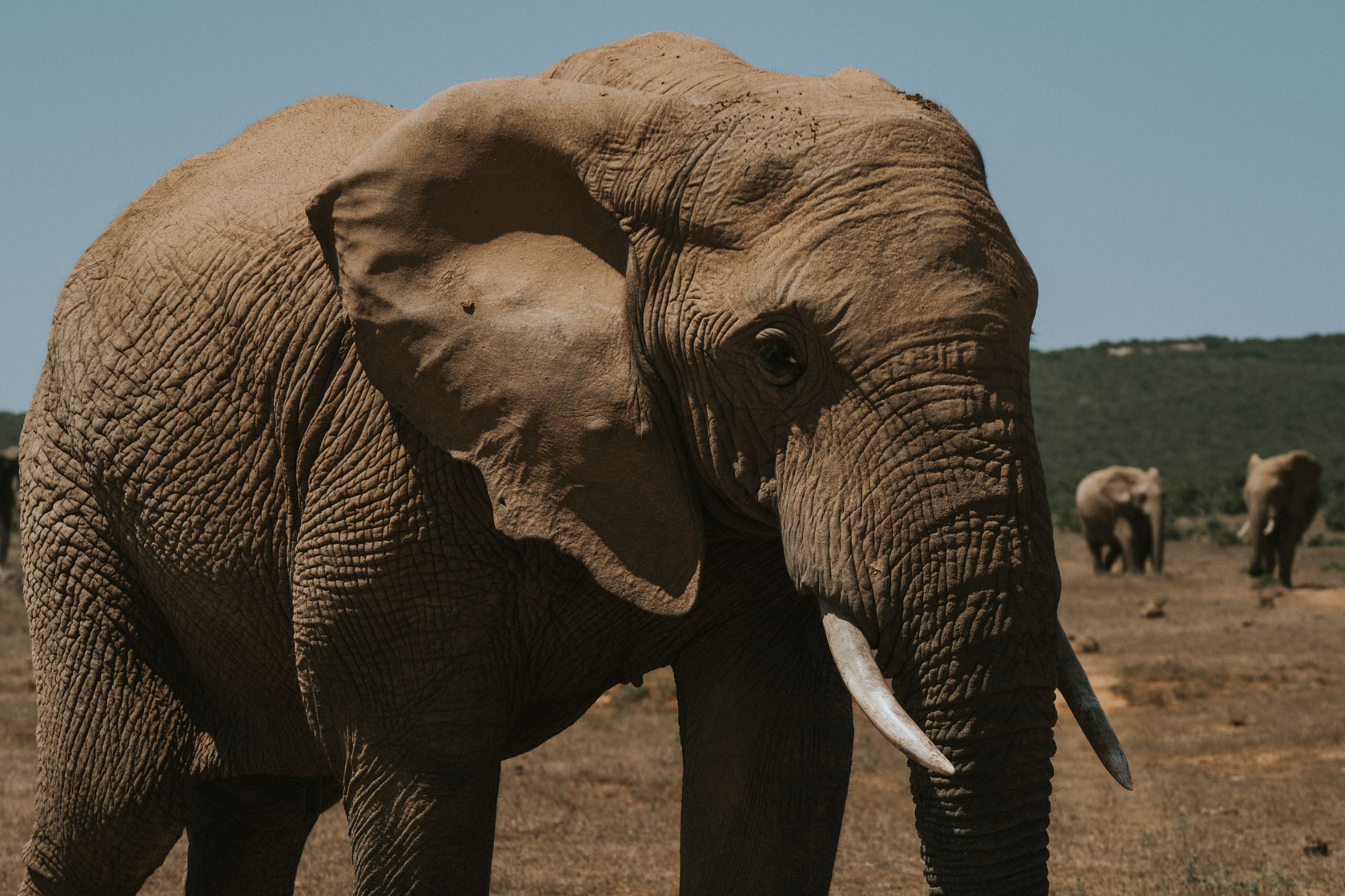 Elephant in Addo Elephant Park
