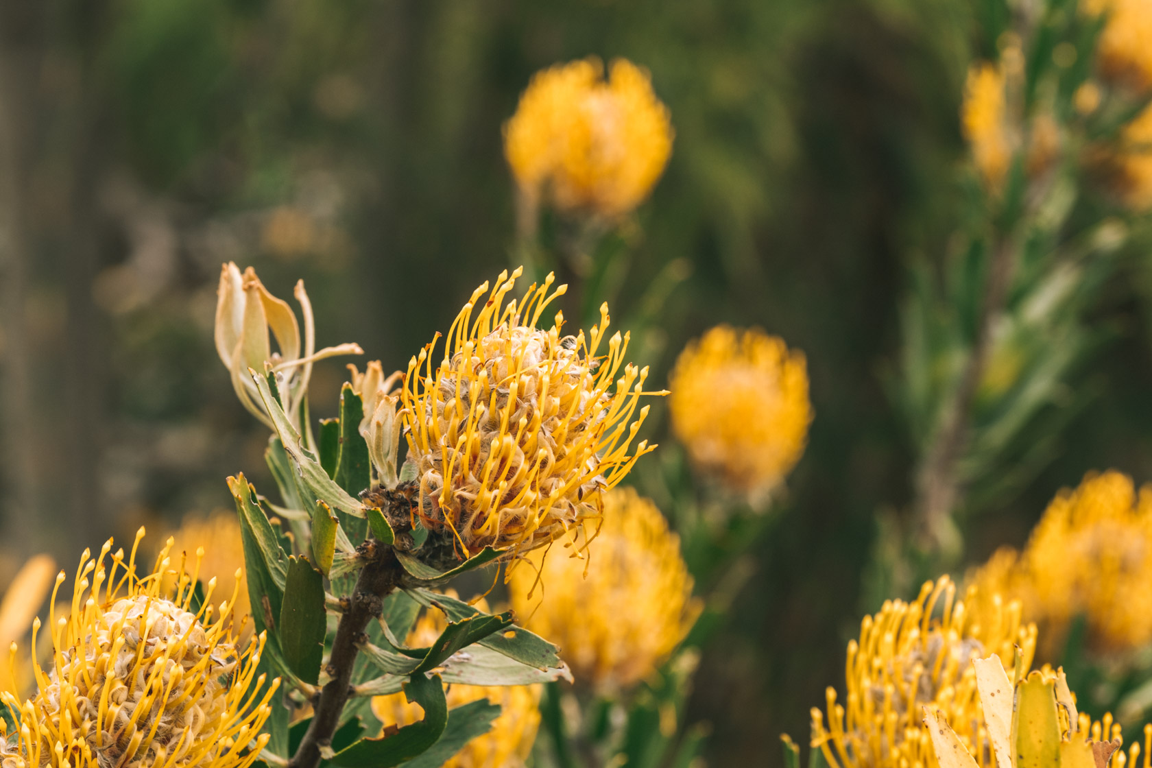 Fynbos in South Africa