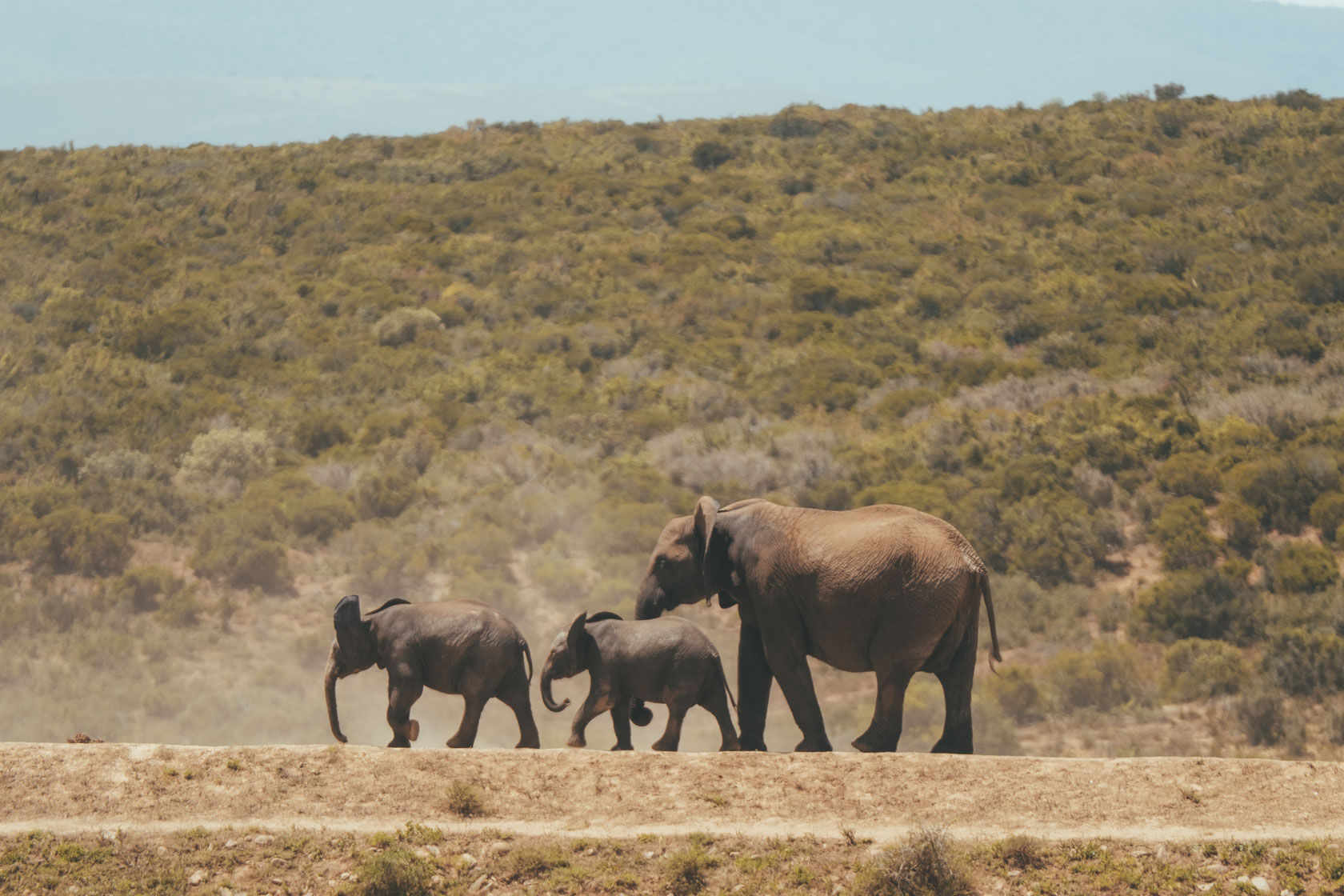  Addo Elephant Park an der Garden Route, Südafrika