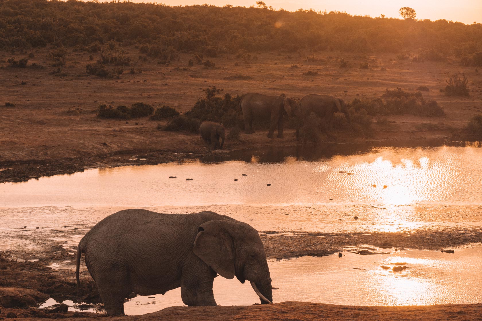 Safari Etelä-Afrikassa