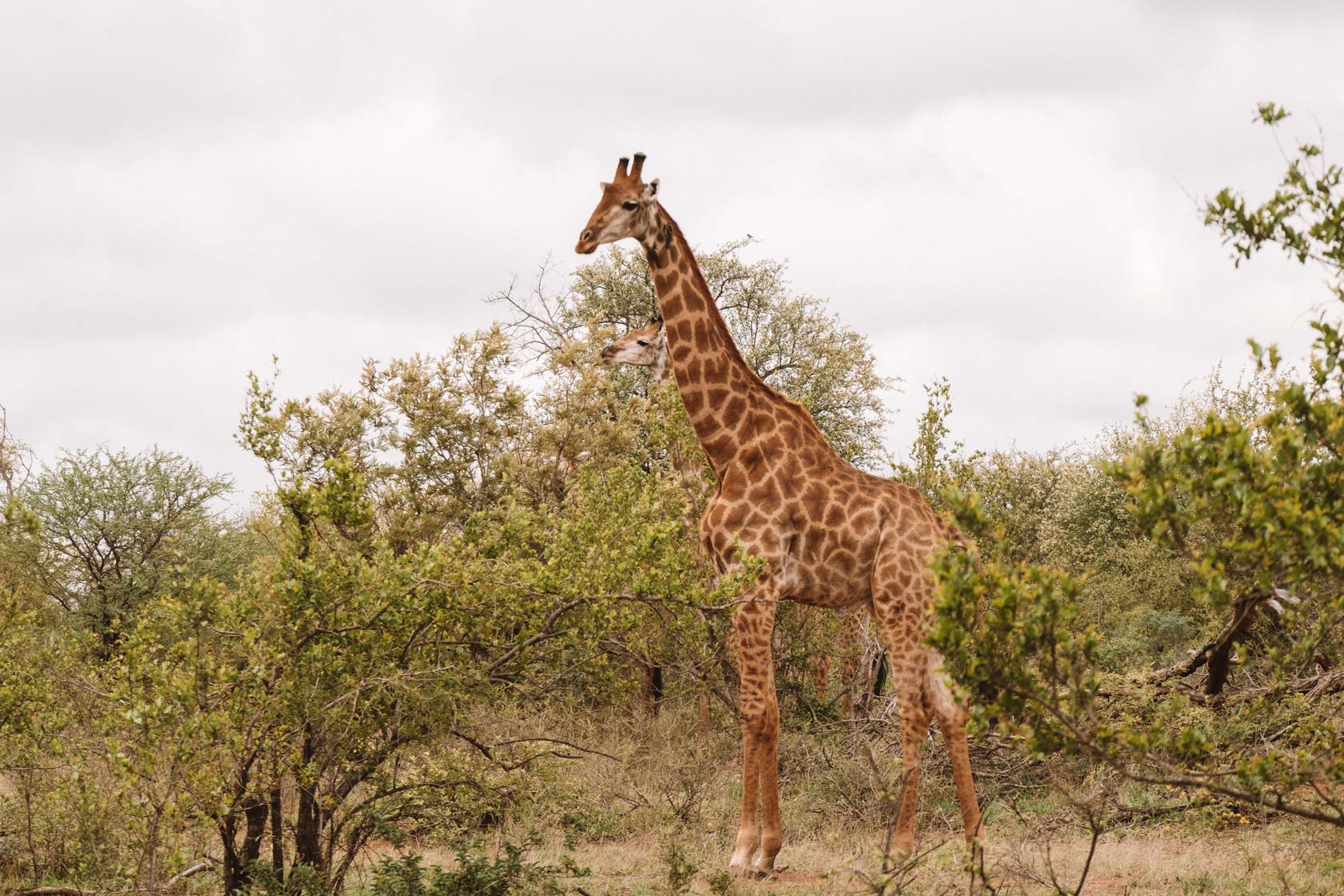 Giraffe on safari