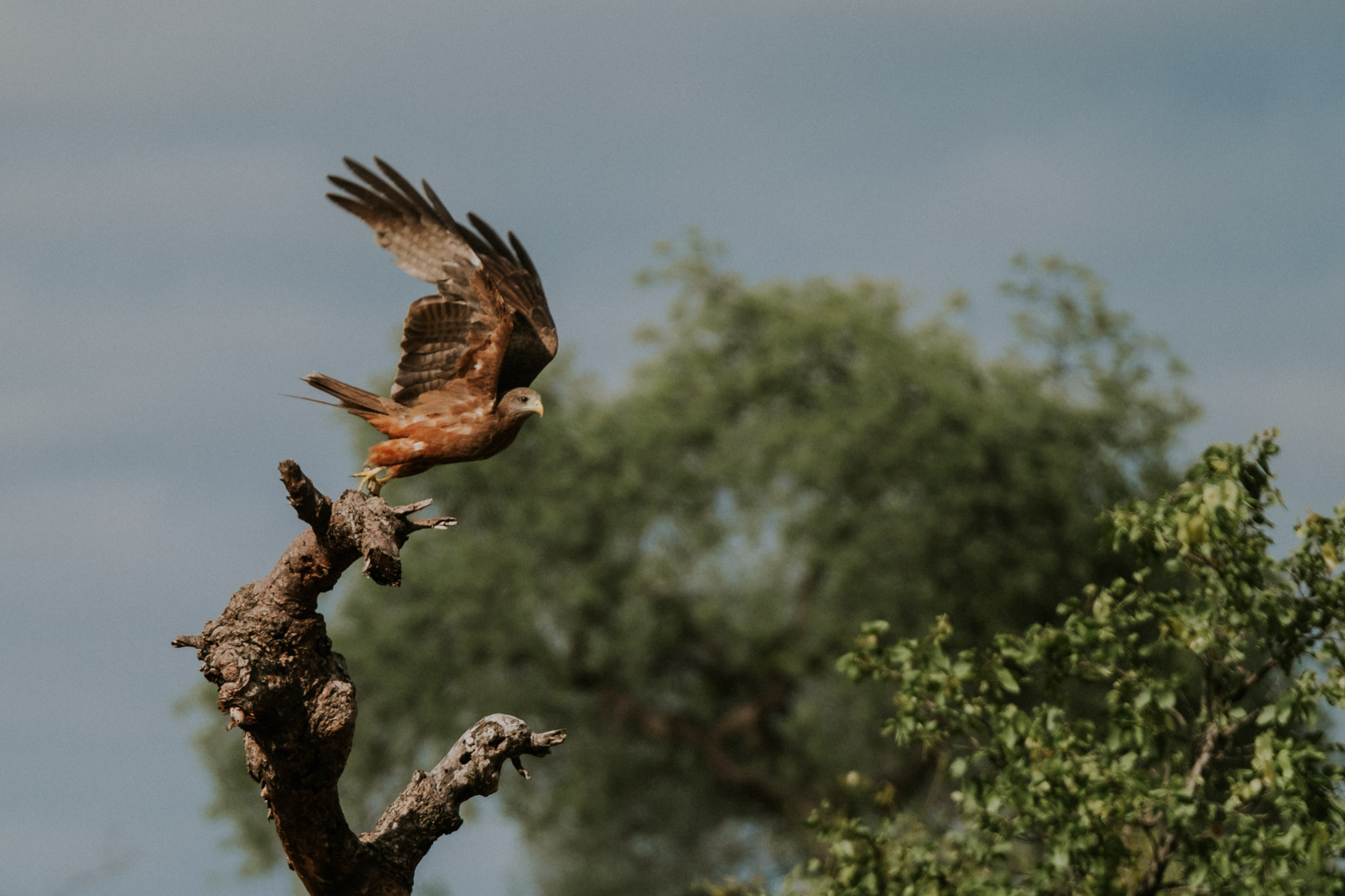 Birds in Kruger National Park