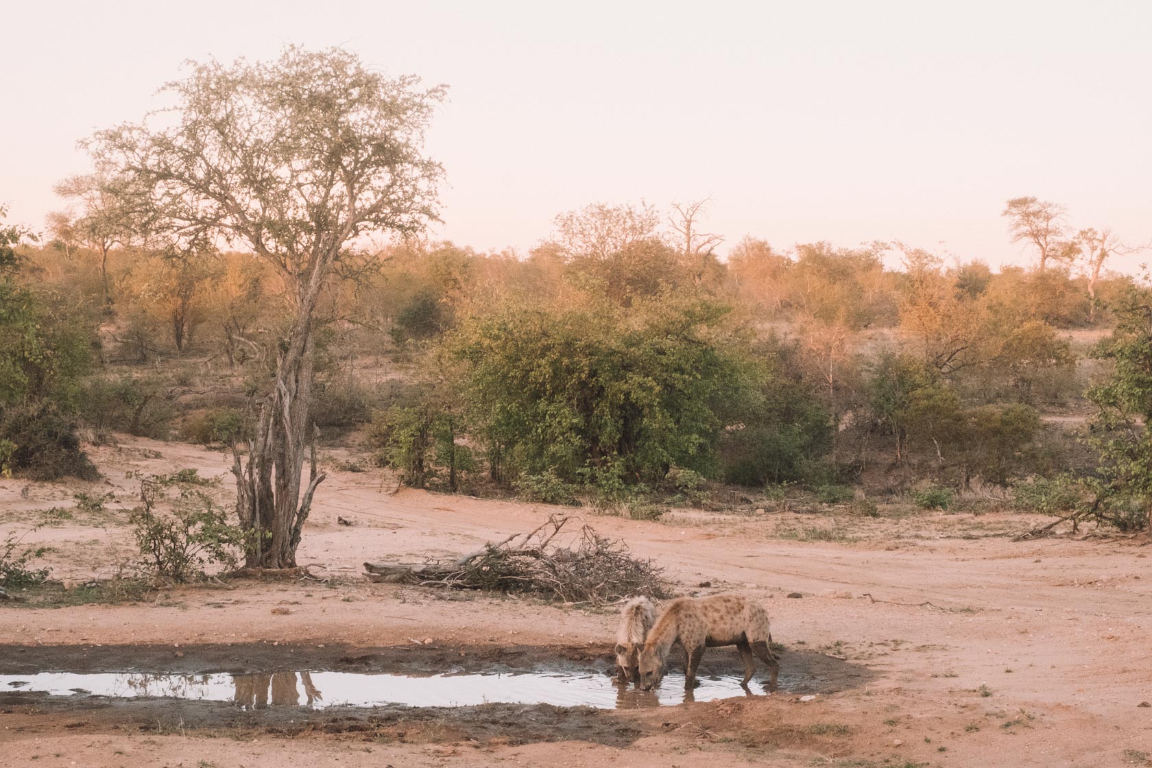 Hyenas on safari