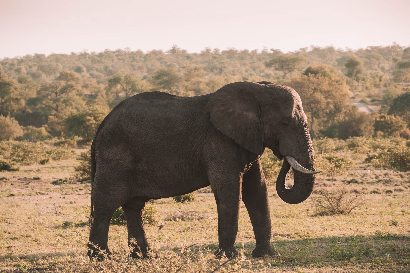 Elephant on safari