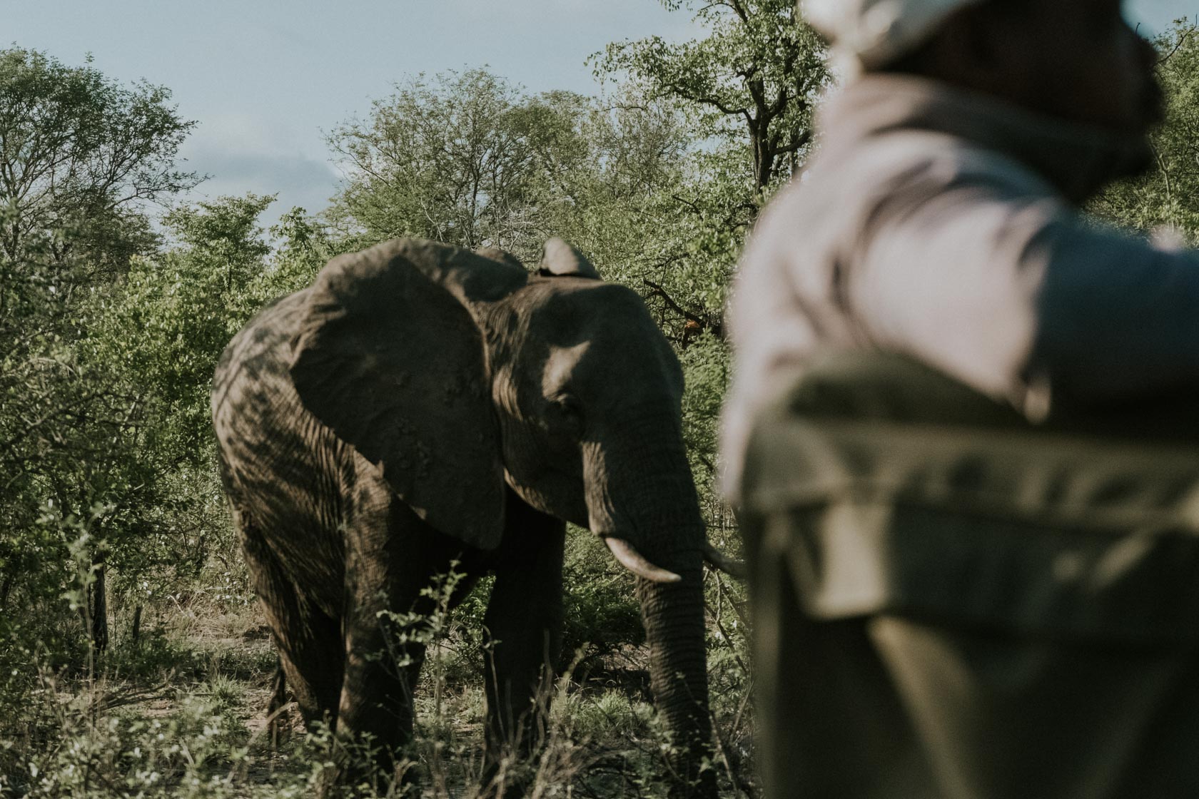 Elephants in Kruger National Park