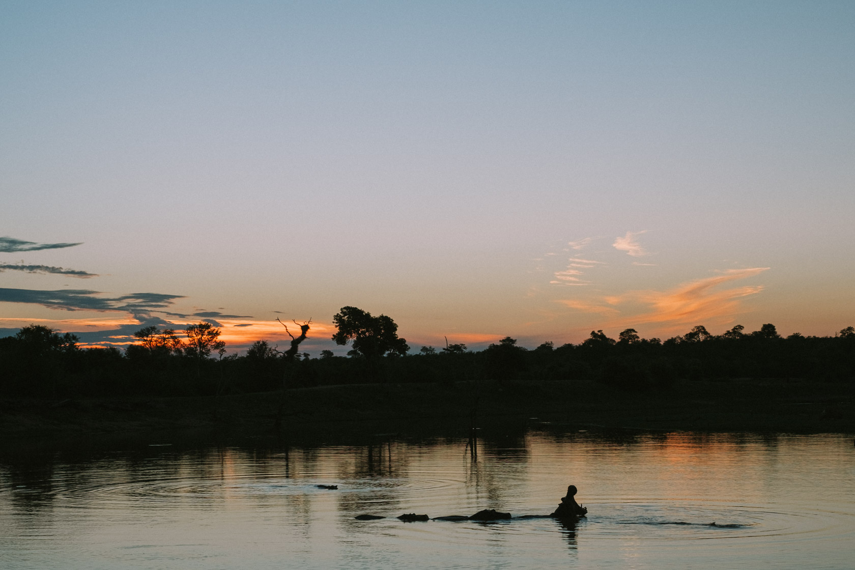 Hippos at sunset