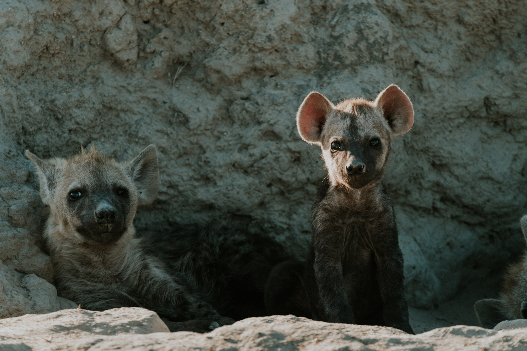 Hyena cubs