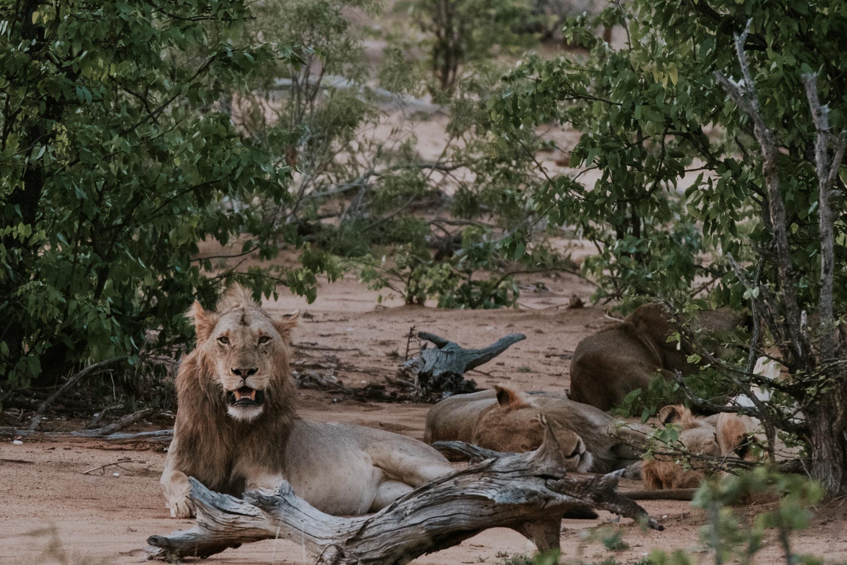 Lions in Kruger National Park