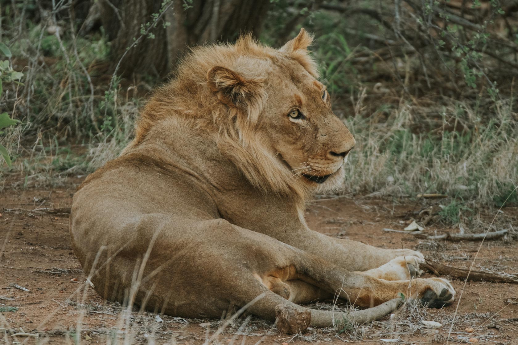 Male lion in Kruger National Park