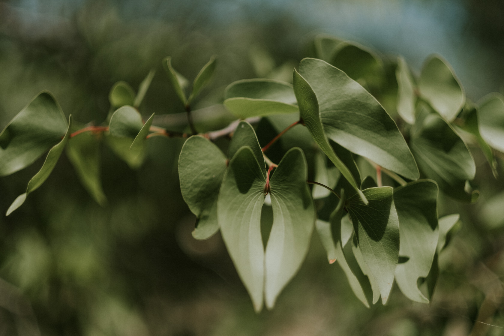 Mopane leaves on safari