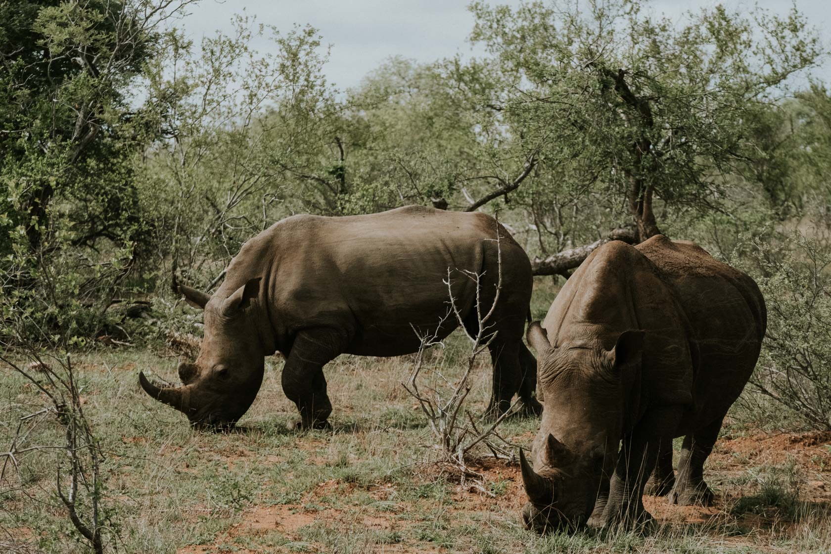 Rhinos in Motswari Private Game Reserve