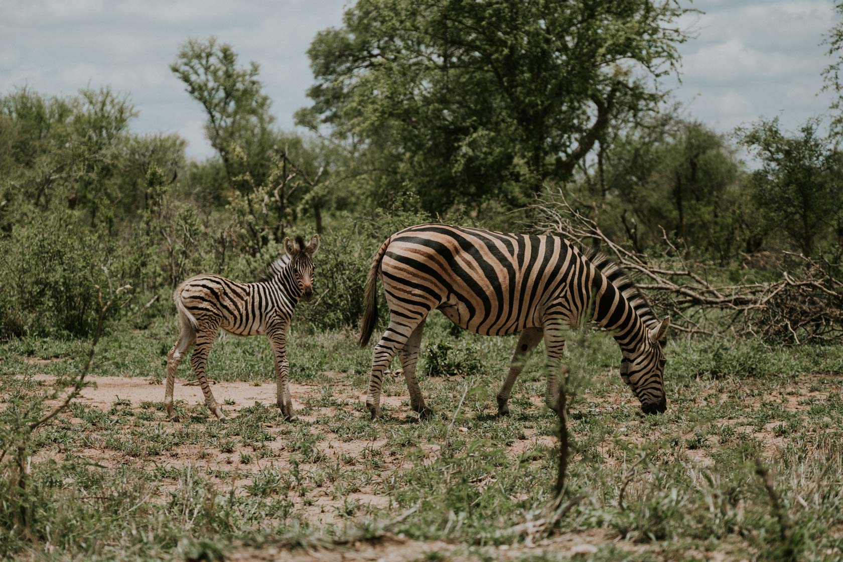 Zebras in Kruger National Park