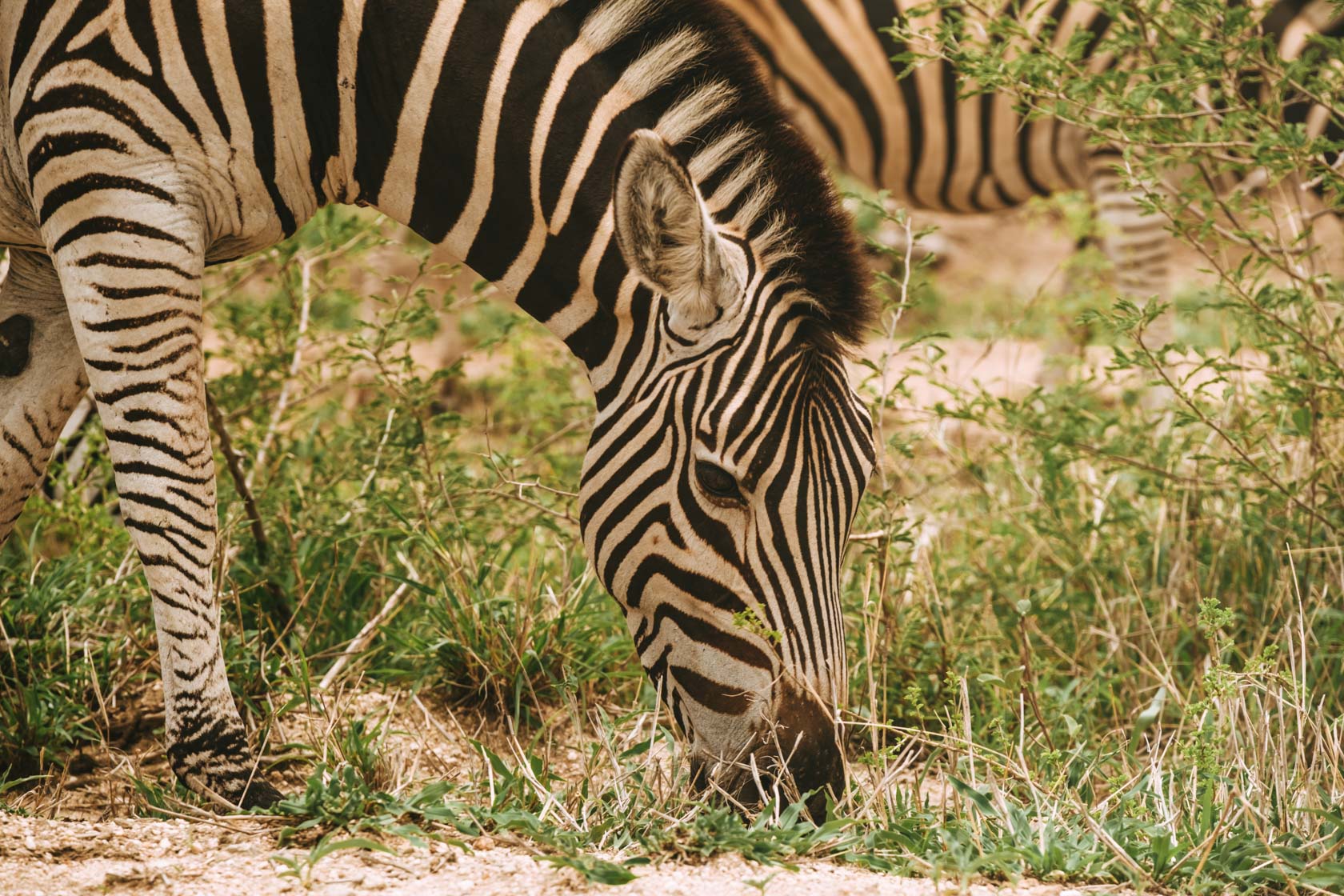 Zebra on safari