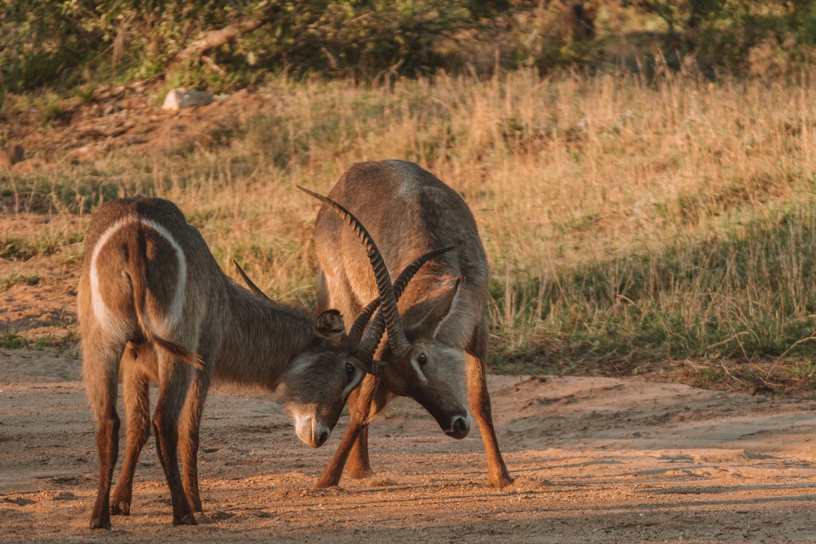 Bushbucks sparring at sunrise