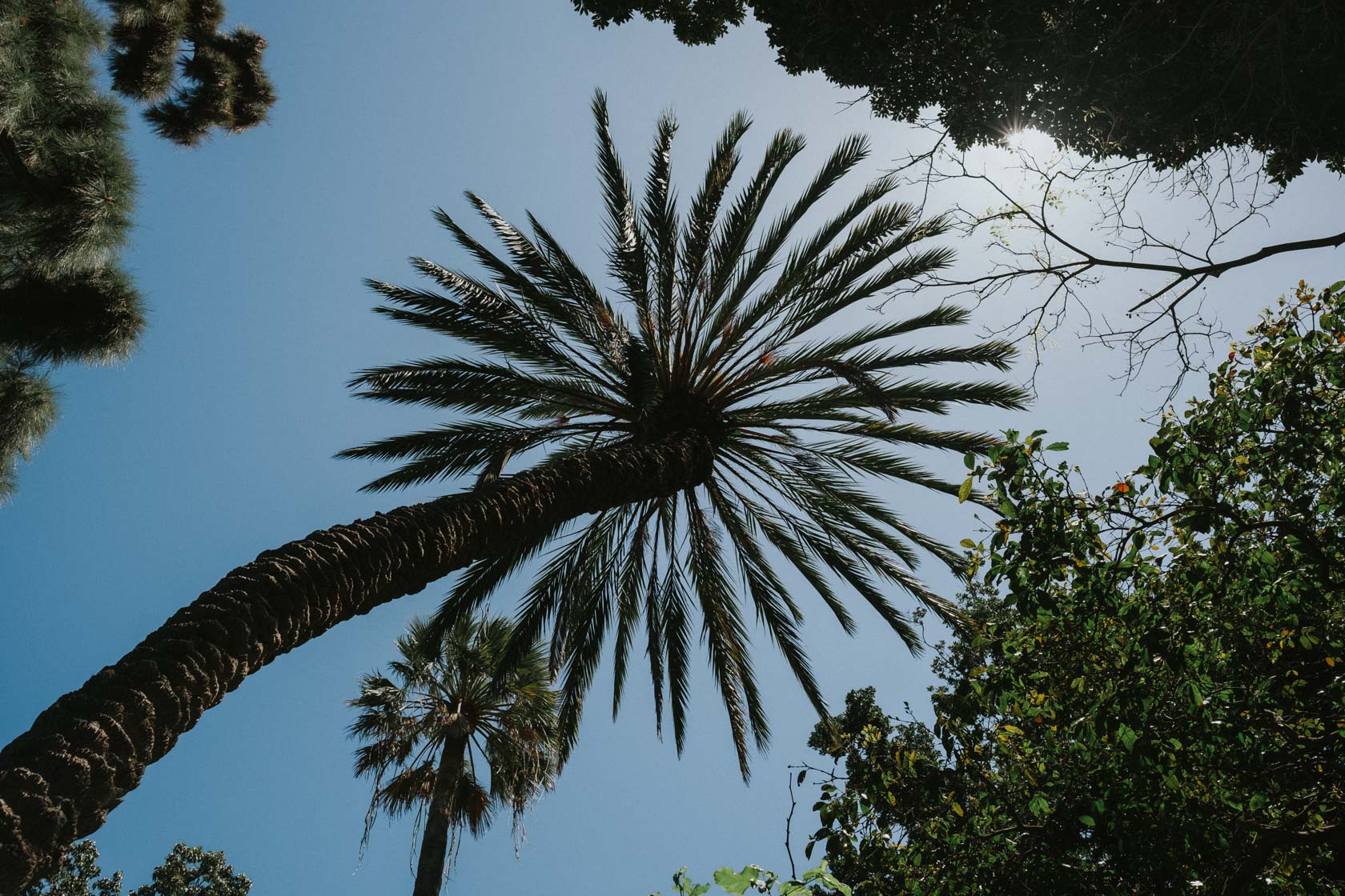 La Orotava Botanical Gardens