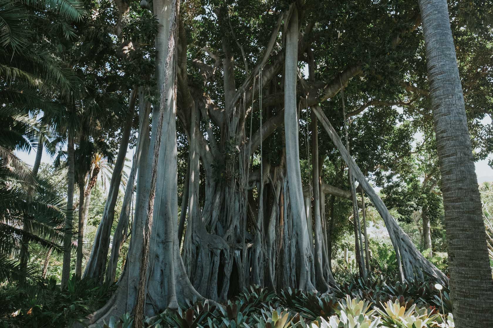 La Orotava Botanical Gardens