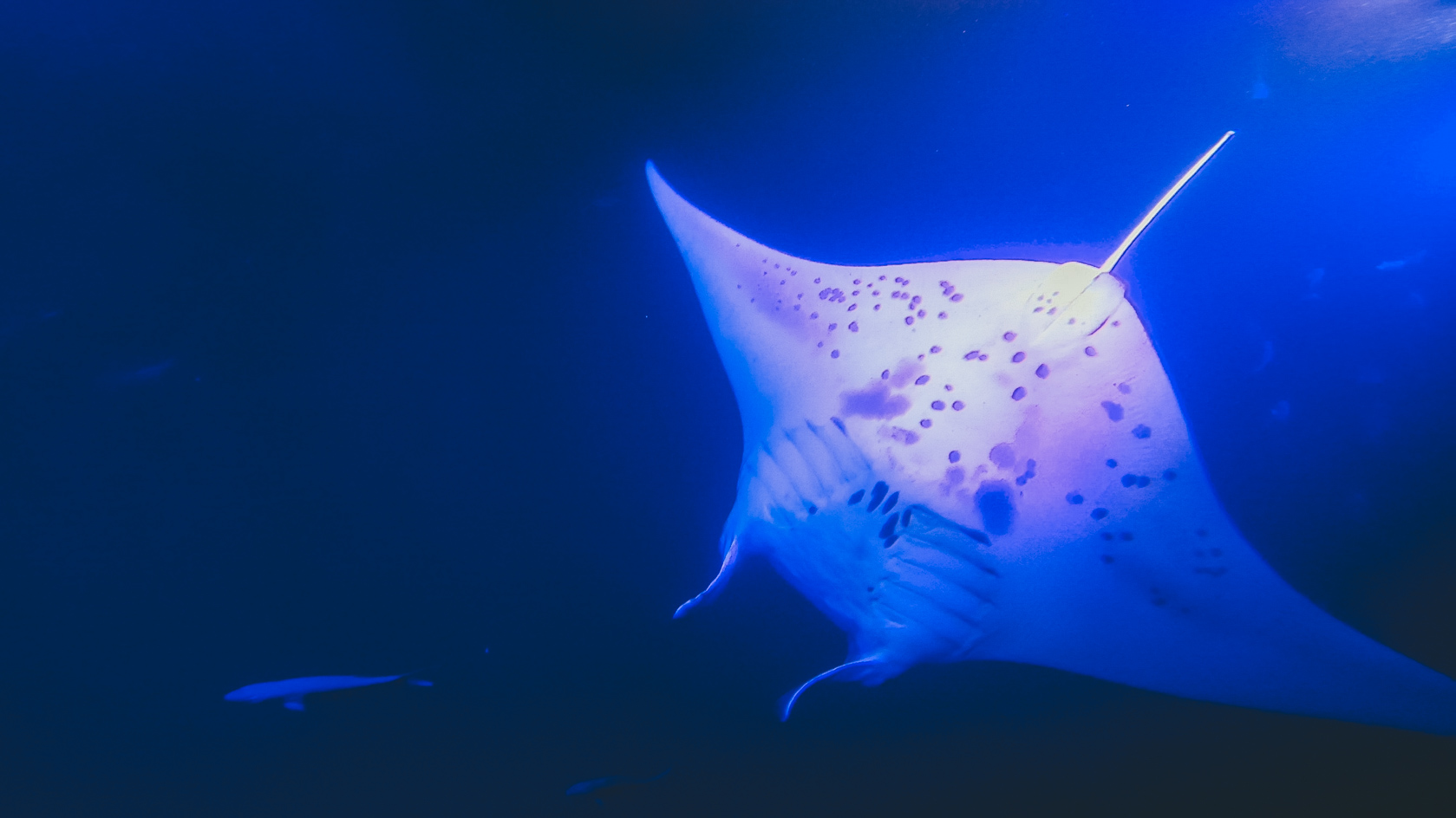 Snorkeling with Manta Rays on the Big Island