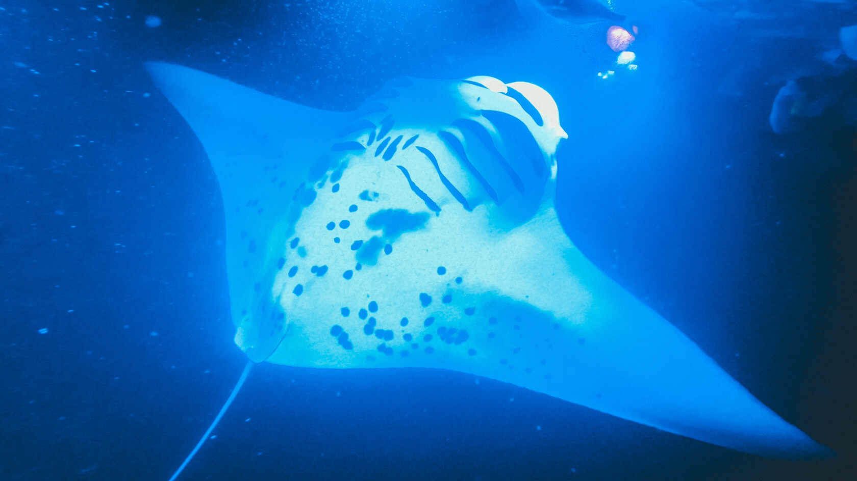 Big Island Manta Ray Snorkeling