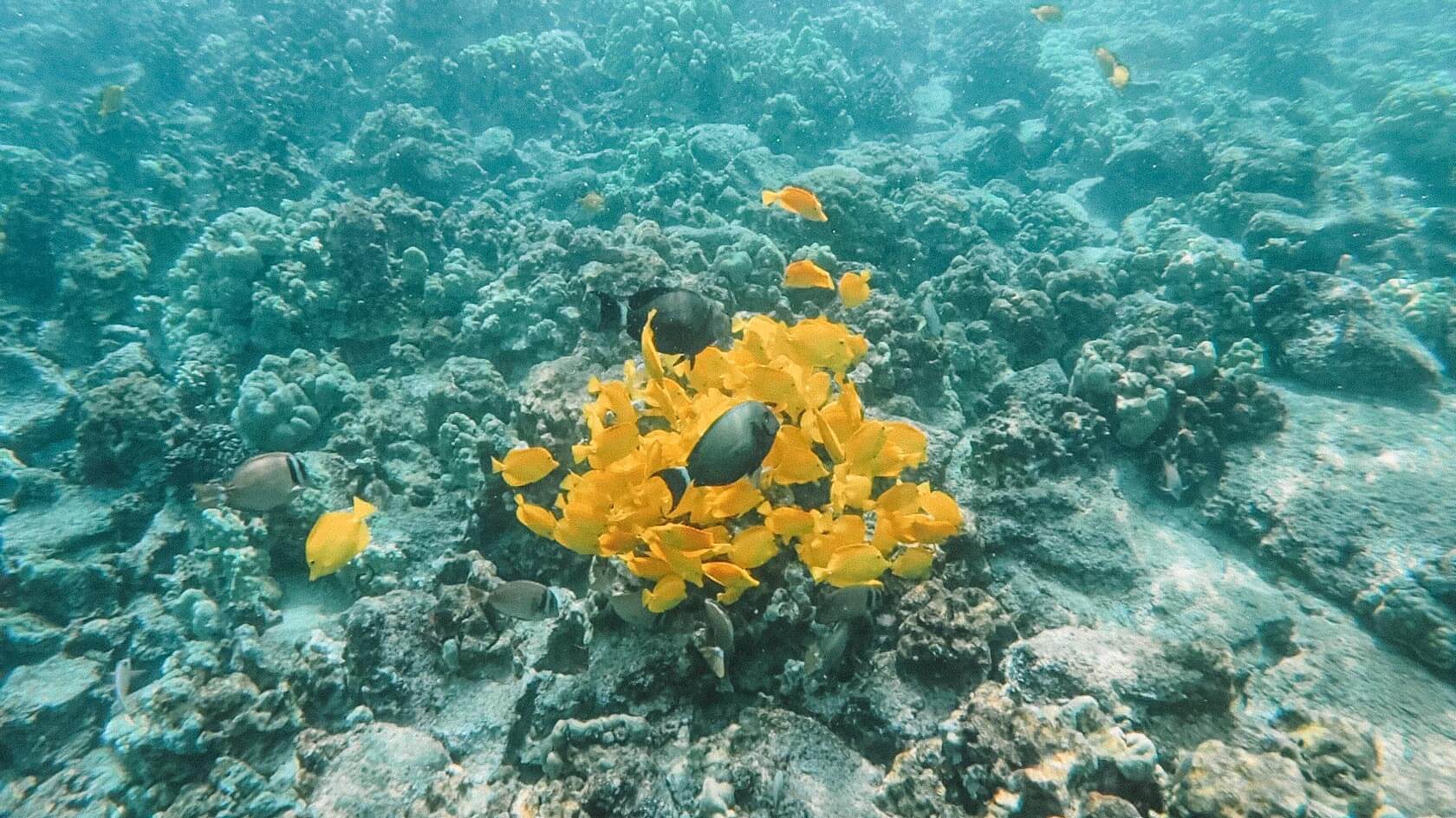 Big Island snorkeling tours