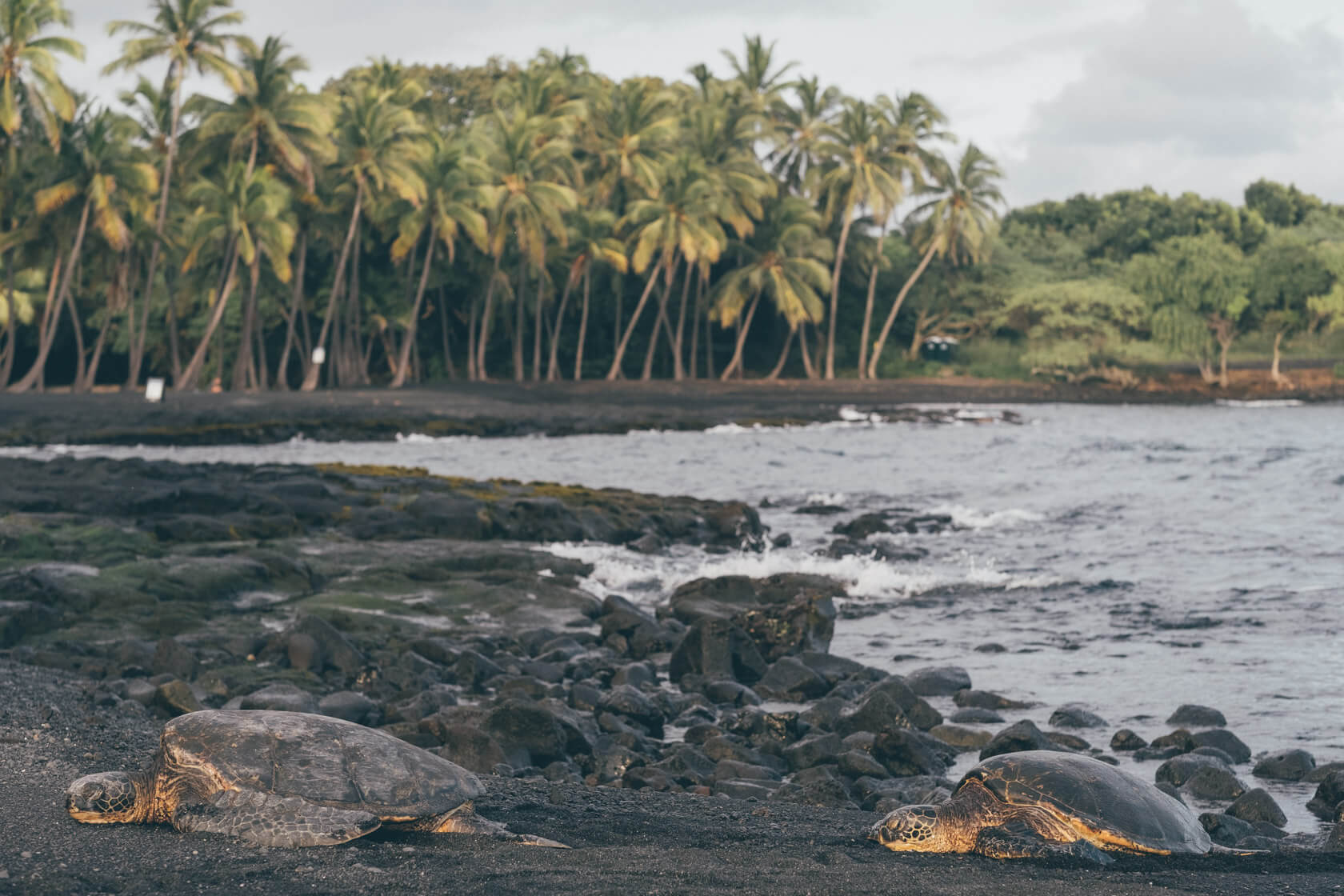 Black Sand Beach with Turtles on the Big Island