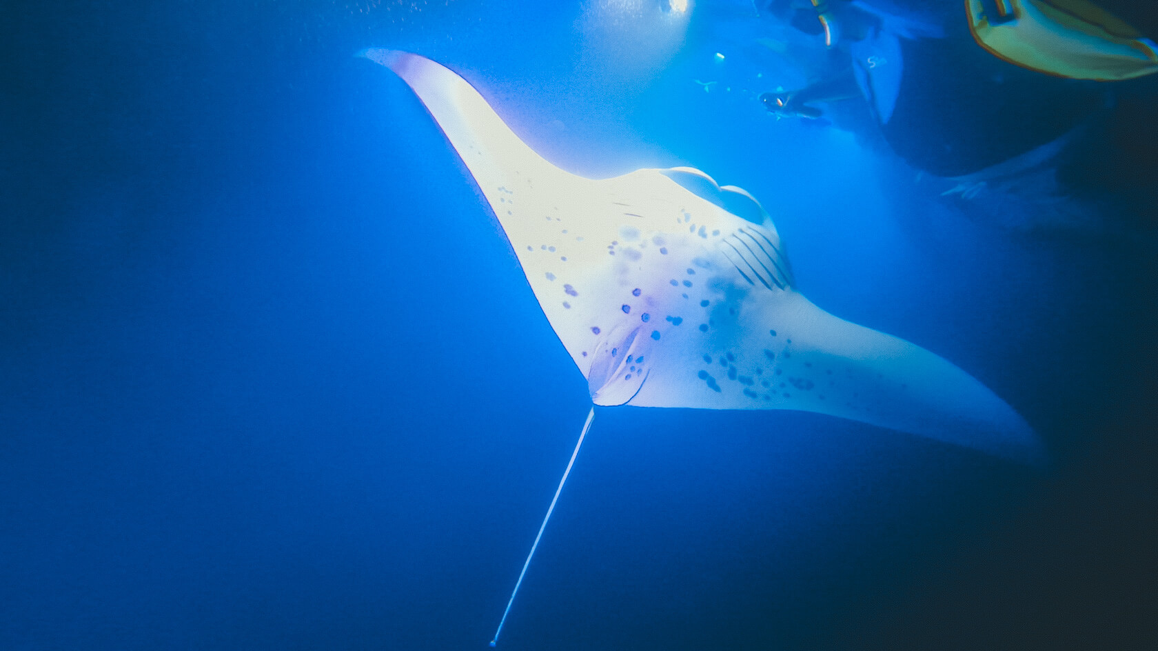 manta ray night snorkel camera