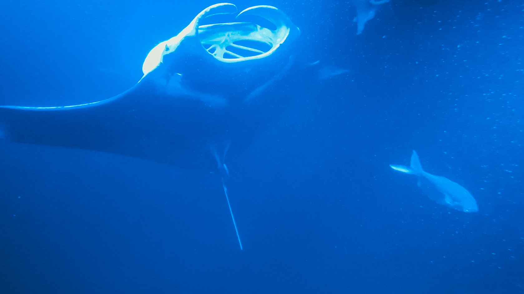 4 Days 3 Nights Manta Ray Adventure